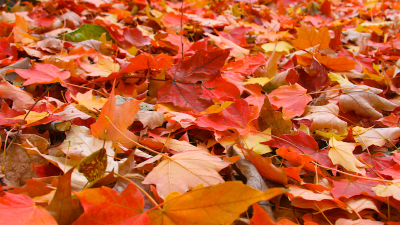 Thanksgiving conheça a historia e significado e curiosidades - Seed