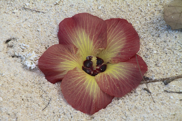 Rarotonga nas Ilhas Cook