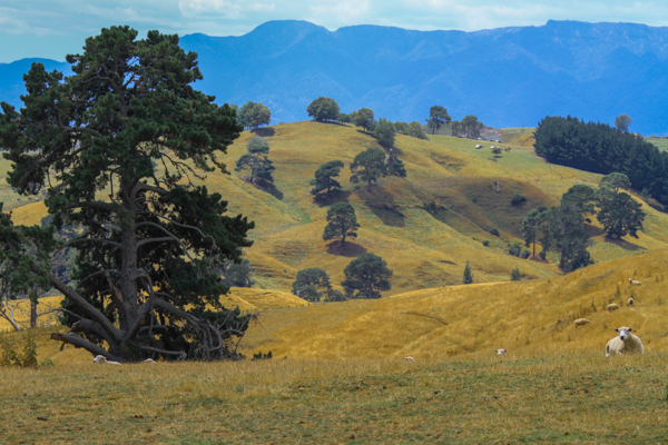 Cenário Bucólico em Matamata e que inspirou a construção de Hobbiton