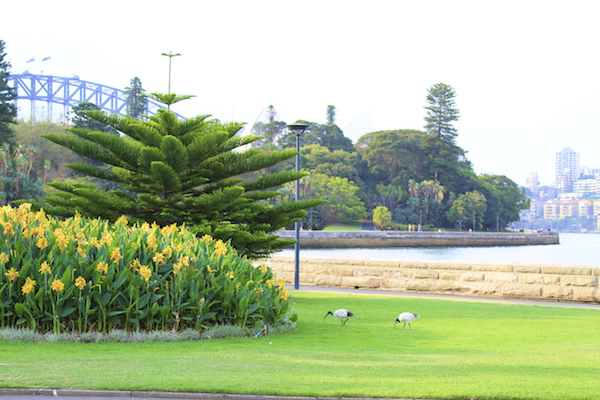 Jardim Botânico de Sydney na Austrália