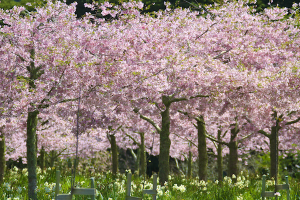 Florada Cerejeiras em Auckland 