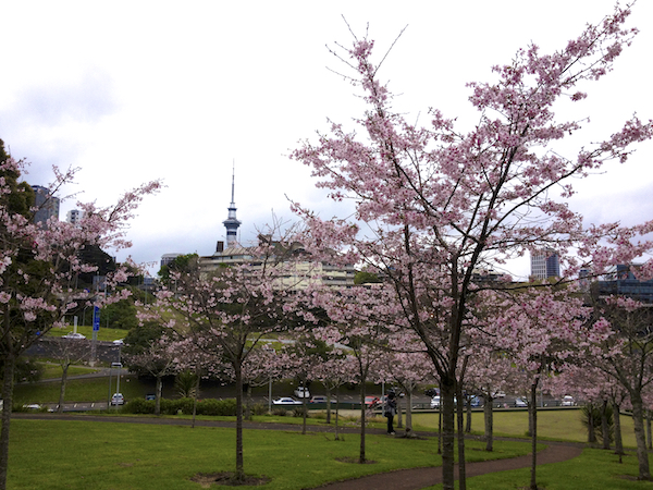 Florada Cerejeiras em Auckland 