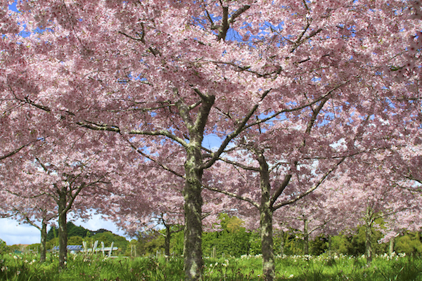 Florada Cerejeiras em Auckland 