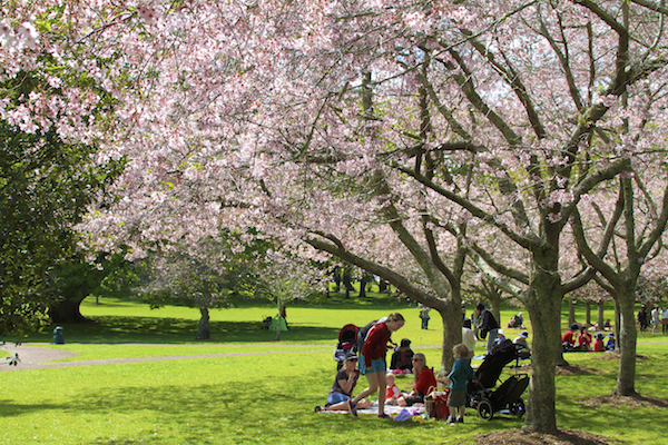 Florada Cerejeiras em Auckland CORNWALL PARK