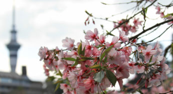 Florada das cerejeiras em Auckland