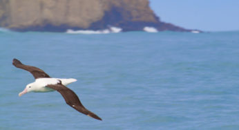 Explorando a vida selvagem da Otago Península de barco