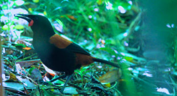 Tiritiri Matangi: Paraíso para a observação de aves pertinho de Auckland