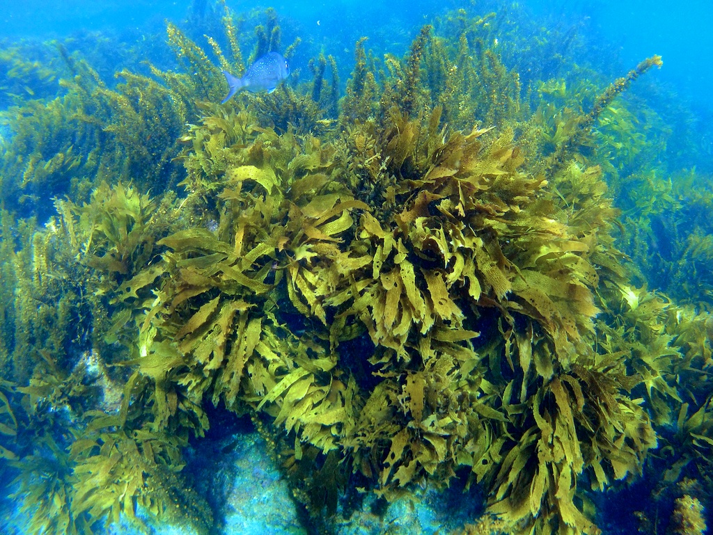 Melhor snorkel e mergulho em Auckland.