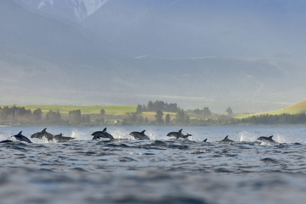 Golfinhos na Nova Zelândia