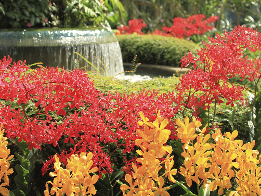 Jardim Nacional das Orquideas de Singapura