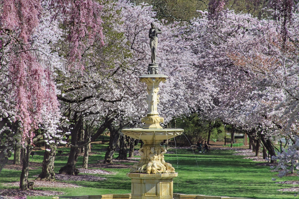 Wilmington Cherry Blossom
